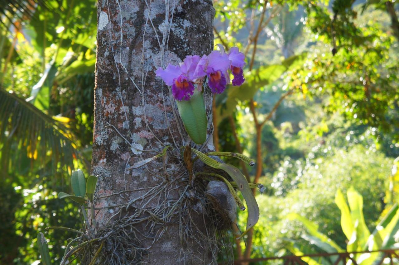 Hotel Cantinho Das Flores Guaramiranga Exteriér fotografie